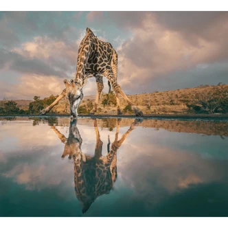 Fototapete Reflexion einer Giraffe in der Wildnis | Afrika Tapete - Amtmann 