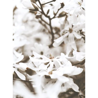 Fototapete Annie - Jasmin 