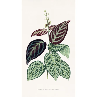 Fototapete Blatt Illustration - Bignonia Argyro Violascea 