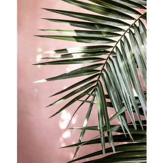Fototapete Palmenblatt vor rosa Wand - Böhmer 