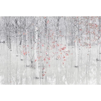 Fototapet Carozzi - Hvid birkeskov med røde blade 