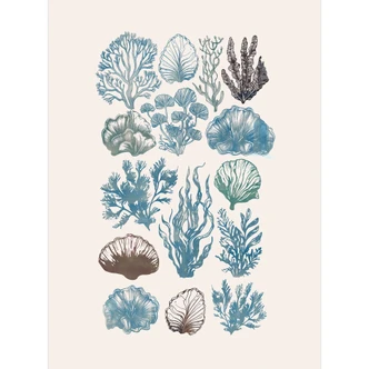 Fototapete Filigrane Algen und Muscheln | Botanische Illustration - casa cartissi 