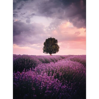 Fototapete Lila Lavendelfelder bei Sonnenuntergang - Cevik 