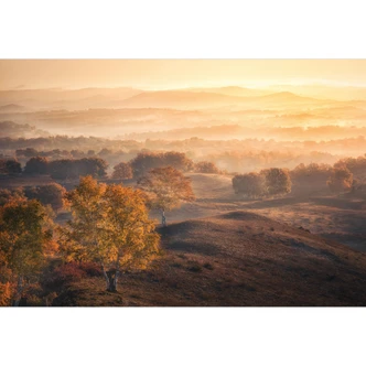 Fototapete mit Landschaft - Birkenbäume im goldenen Morgentau - Cui 