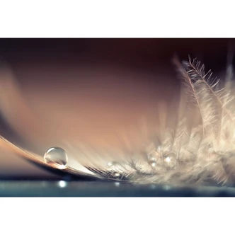 Fototapete Dmitry - Story of a Waterdrop - Federn Tapete 