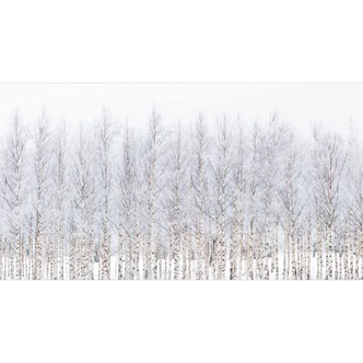 Foresta Fotomurale Carta da parati foresta di betulle in inverno - EMELIEmaria 