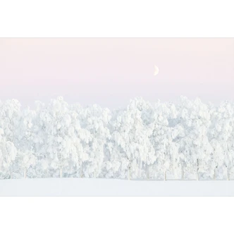 Fototapete Winterlandschaft - Verschneiter Winterwald mit Mond - EMELIEmaria 