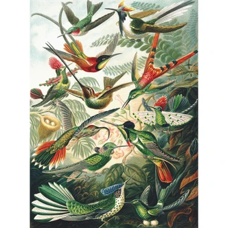 Fototapete Haeckel - Kolibris 