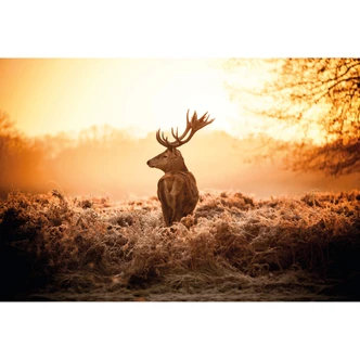 Papier peint photo Cerf majestueux 