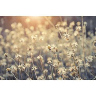 Fototapete Mexican Daisy 