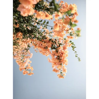 Fototapete Pfirsichfarbene Blüten in Assos - Shot by Clint 