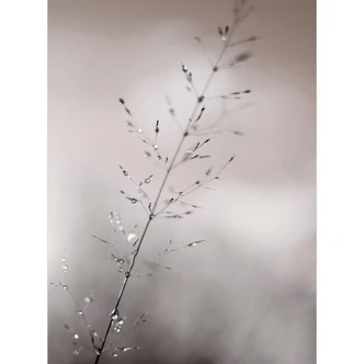 Fototapete Grashalm mit Tautropfen | Ruhige Naturtapete fürs Wohnzimmer - Sillen 