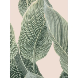 Fototapete Calathea Pflanze - Sisi & Seb 