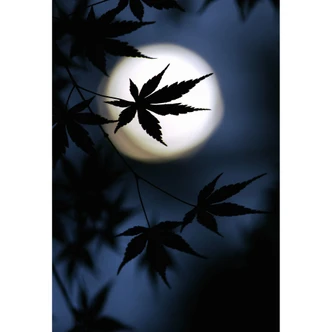 Fototapete Tomihisa - Japanischer Ahorn im Mondlicht 