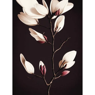 Fototapete Edle Magnolienblüten - Blumentapete - Treechild 