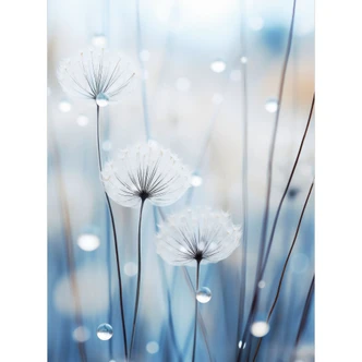 Wall Mural Dew pearls on dandelions | Blue flower wallpaper - Treechild 
