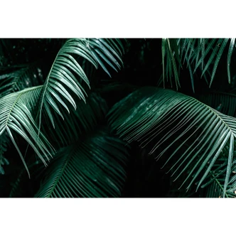 Fototapete Tropische Botanik 