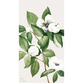 Fototapete Botanik Illustration einer Scheinkamelie - Walcott 