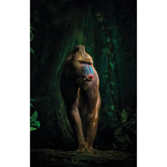 Fototapete Yunta - Im Dschungel 