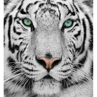 Sumatran Tiger - Wall Mural 