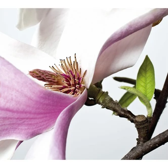 Fotobehang Magnolia 