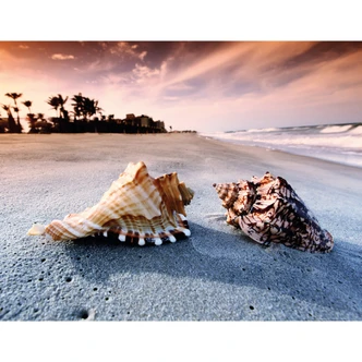 Fototapete Muschelparadies - 336x260 cm 