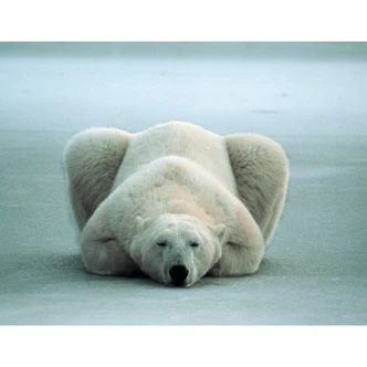 Fototapete NG Eisbär schlafend - 336x260 cm 