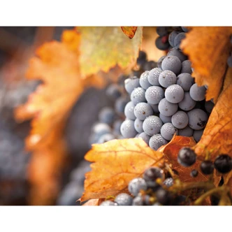 Grapes in Autumn - Wall Mural Grapes in Autumn - Wall Mural