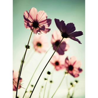 Fotobehang Roze Bloemen Fotobehang Roze Bloemen