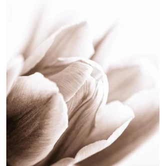 Tulips in Detail - Wall Mural 