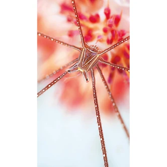 Fototapete Narchuk - Unterwasser Exotik - 144x260 cm 