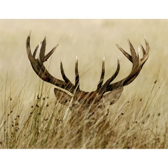 Watchful Deer - Wall Mural 