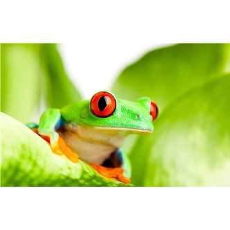 Fototapete Knallfrosch 