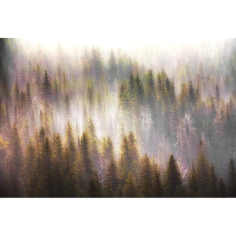 Fotobehang Chopra - Naaldbomen Fotobehang Chopra - Naaldbomen