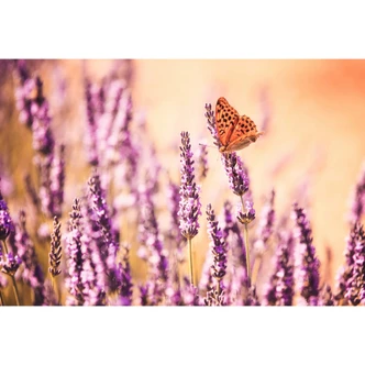 Fotobehang Colombo - Butterfly on Lavender Fotobehang Colombo - Butterfly on Lavender