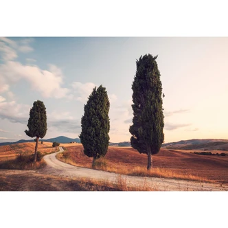 Fotobehang Colombo - Drie Cypressen Fotobehang Colombo - Drie Cypressen