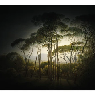 Fototapete Schirmkiefern mit Vignettierung 