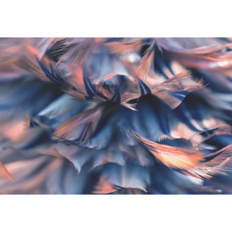 Fototapete Federkleid 