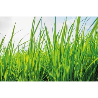 Fototapete Grünes Gras 