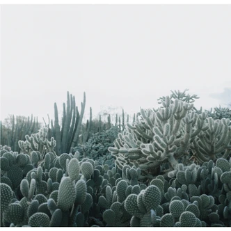 Wall Mural Succulents - 288x260 cm 