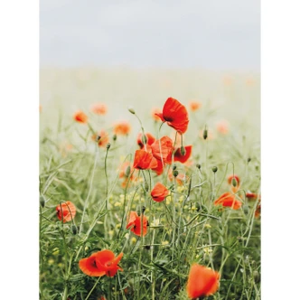 Fototapete Mohnblüte 