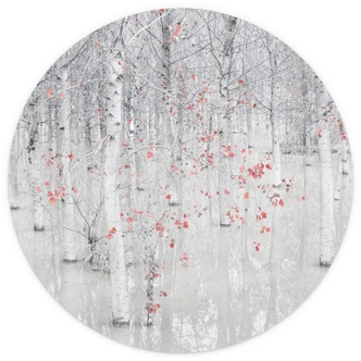 Fototapete Carozzi - Weißer Birkenwald mit roten Blättern - Rund - Selbstklebend/Vlies 