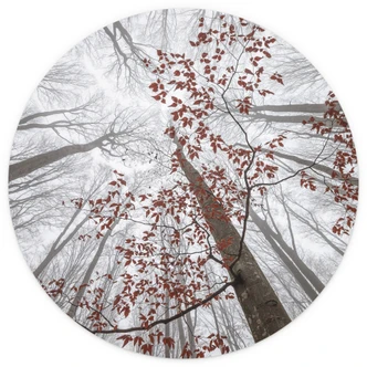 Tapet cirkel Trætoppe med røde blade - Coman - vliesetapet/selvklæbende non-woven tapet 