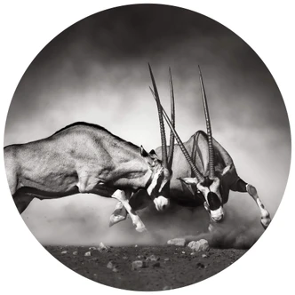 Round wall mural the Fight - non self-adhesive/self-adhesive wallpapers 