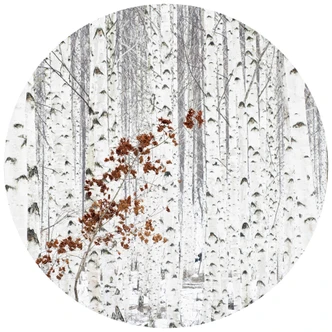 Fototapet - Rundt Han - Birkeskov - vliesetapet/selvklæbende non-woven tapet 