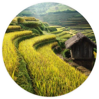 Fototapete Intarob - Reisfelder in Vietnam - Rund - Selbstklebend/Vlies Fototapete Intarob - Reisfelder in Vietnam - Rund - Selbstklebend/Vlies