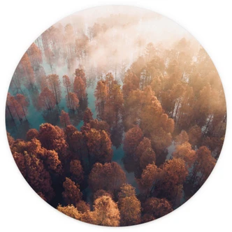 Fototapete Herbstwald im Nebel - Waldtapete - Ioricon - Rund - Selbstklebend/Vlies 