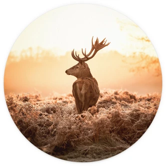Fototapete Majestätischer Hirsch - Rund - Selbstklebend/Vlies 