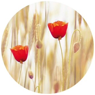 Fototapete Poppies - Rund - Selbstklebend/Vlies 