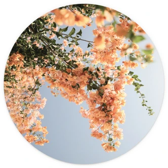 Fototapete Pfirsichfarbene Blüten in Assos - Shot by Clint - Rund - Selbstklebend/Vlies 